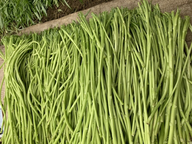 正宗青芦蒿品种，万亩青蒿基地，批发零售都可以。