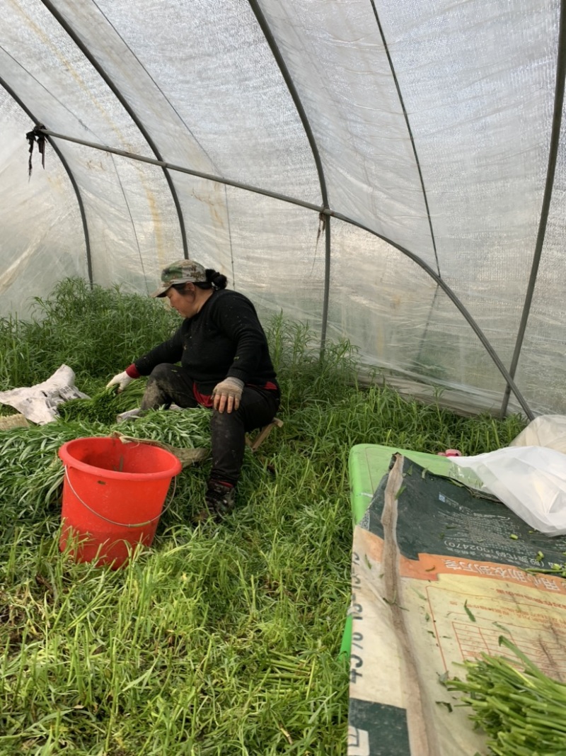 正宗青芦蒿品种，万亩青蒿基地，批发零售都可以。