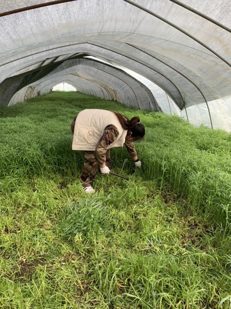 正宗青芦蒿品种，万亩青蒿基地，批发零售都可以。