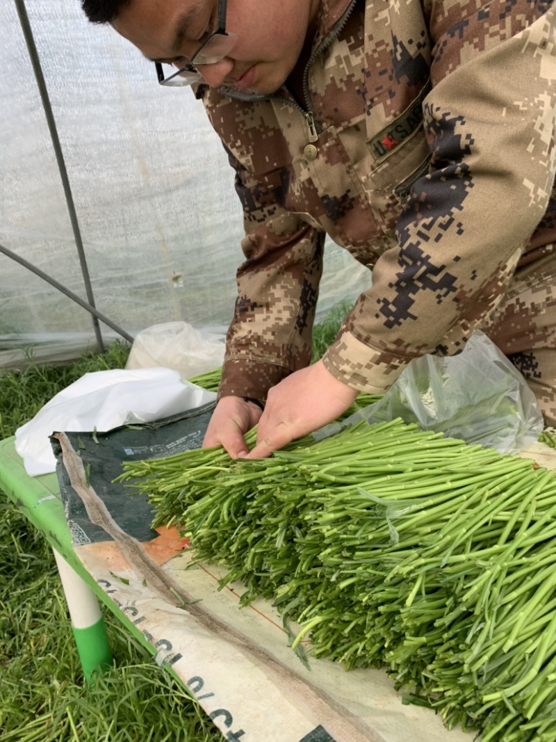 正宗青芦蒿品种，万亩青蒿基地，批发零售都可以。