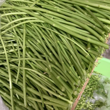 正宗青芦蒿品种，万亩青蒿基地，批发零售都可以。