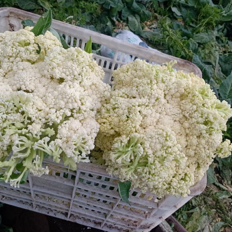 松花菜