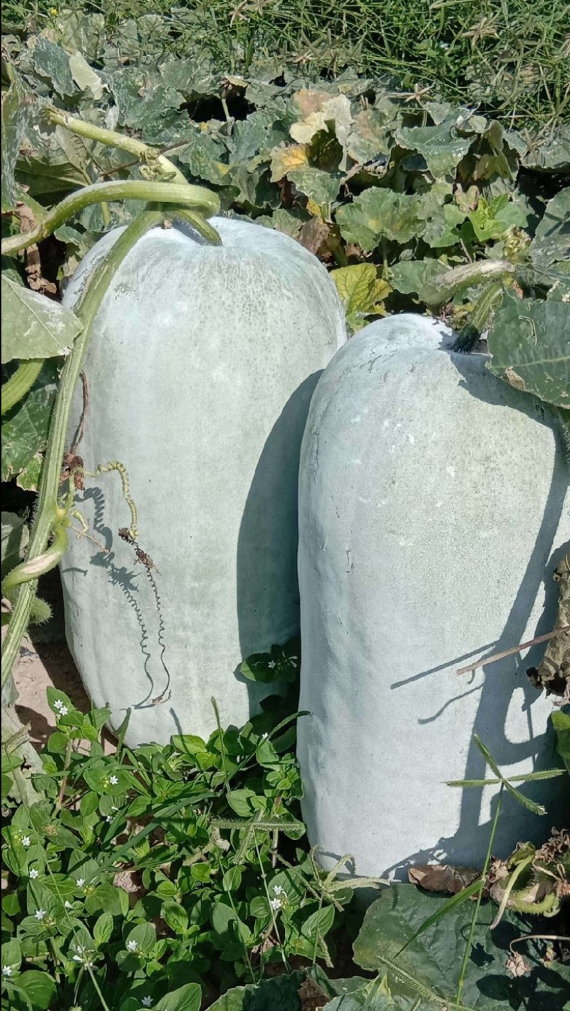 贵州白皮桶瓜，发种回收一手货源，价格优惠山地冬瓜质量保证