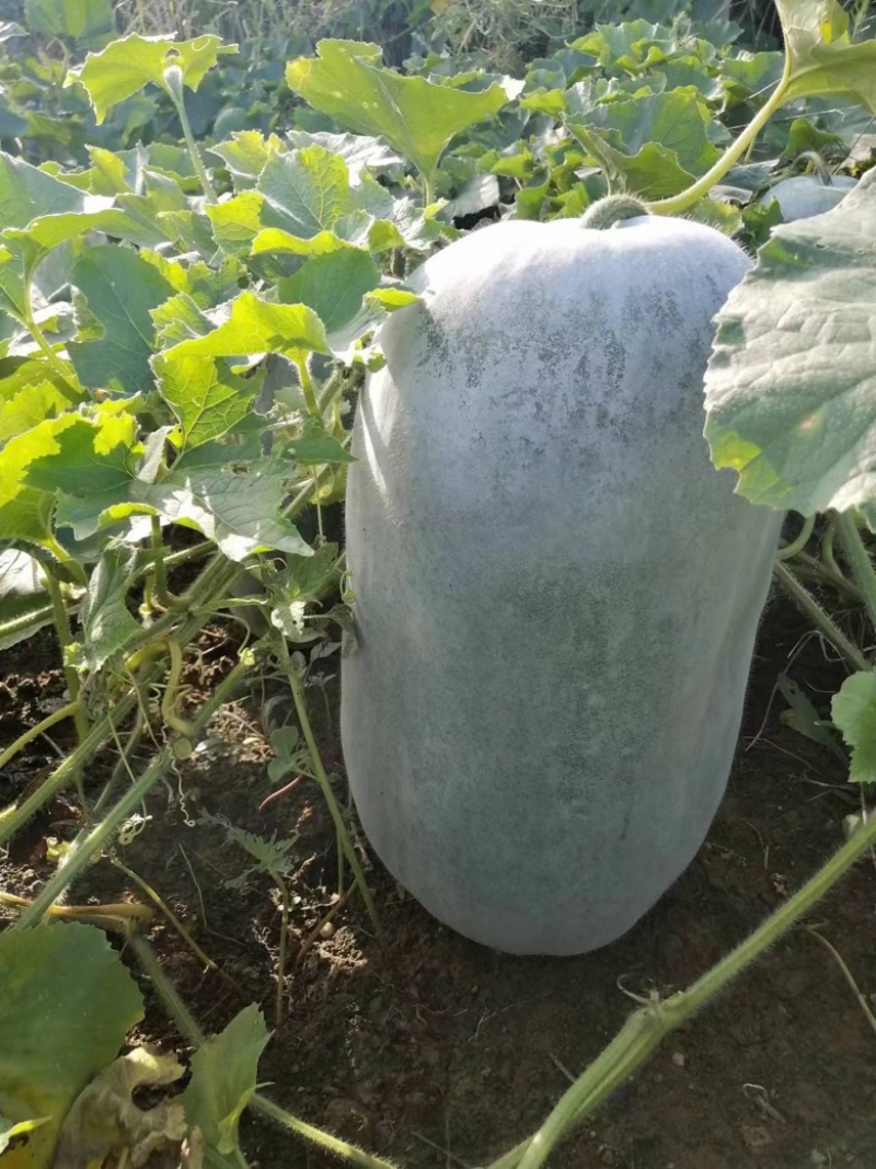 贵州白皮桶瓜，发种回收一手货源，价格优惠山地冬瓜质量保证
