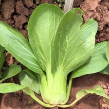 晓富珍品冬青梗菜种子上海小青菜油菜蔬菜种籽耐寒性强