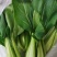 晓富珍品冬青梗菜种子上海小青菜油菜蔬菜种籽耐寒性强