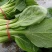 晓富珍品冬青梗菜种子上海小青菜油菜蔬菜种籽耐寒性强