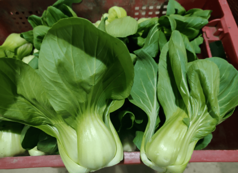 晓富珍品冬青梗菜种子上海小青菜油菜蔬菜种籽耐寒性强