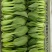 晓富珍品冬青梗菜种子上海小青菜油菜蔬菜种籽耐寒性强