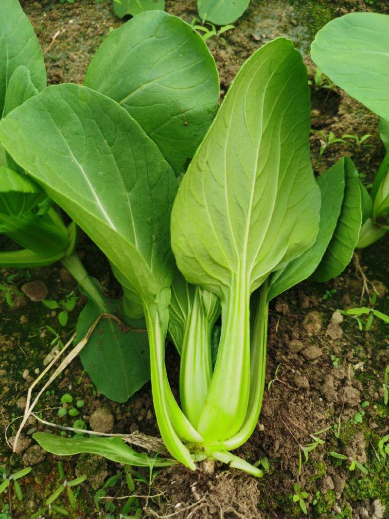 晓富珍品冬青梗菜种子上海小青菜油菜蔬菜种籽耐寒性强