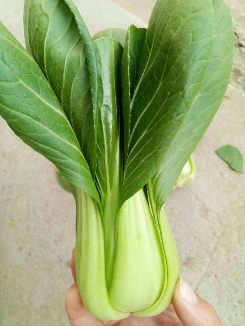 晓富珍品冬青梗菜种子上海小青菜油菜蔬菜种籽耐寒性强