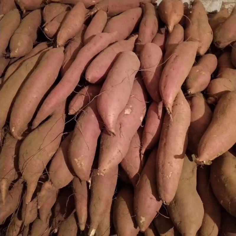 产地直精品红薯龙久，一三两起步万亩地基地，专业技术，管理
