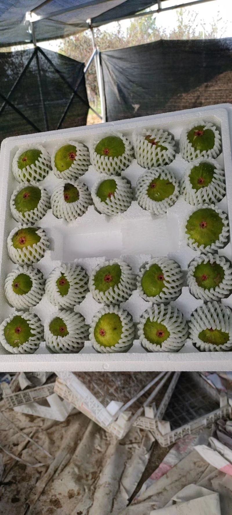 威海青皮无花果市场果4块上车，地头收货，可以发全8分熟