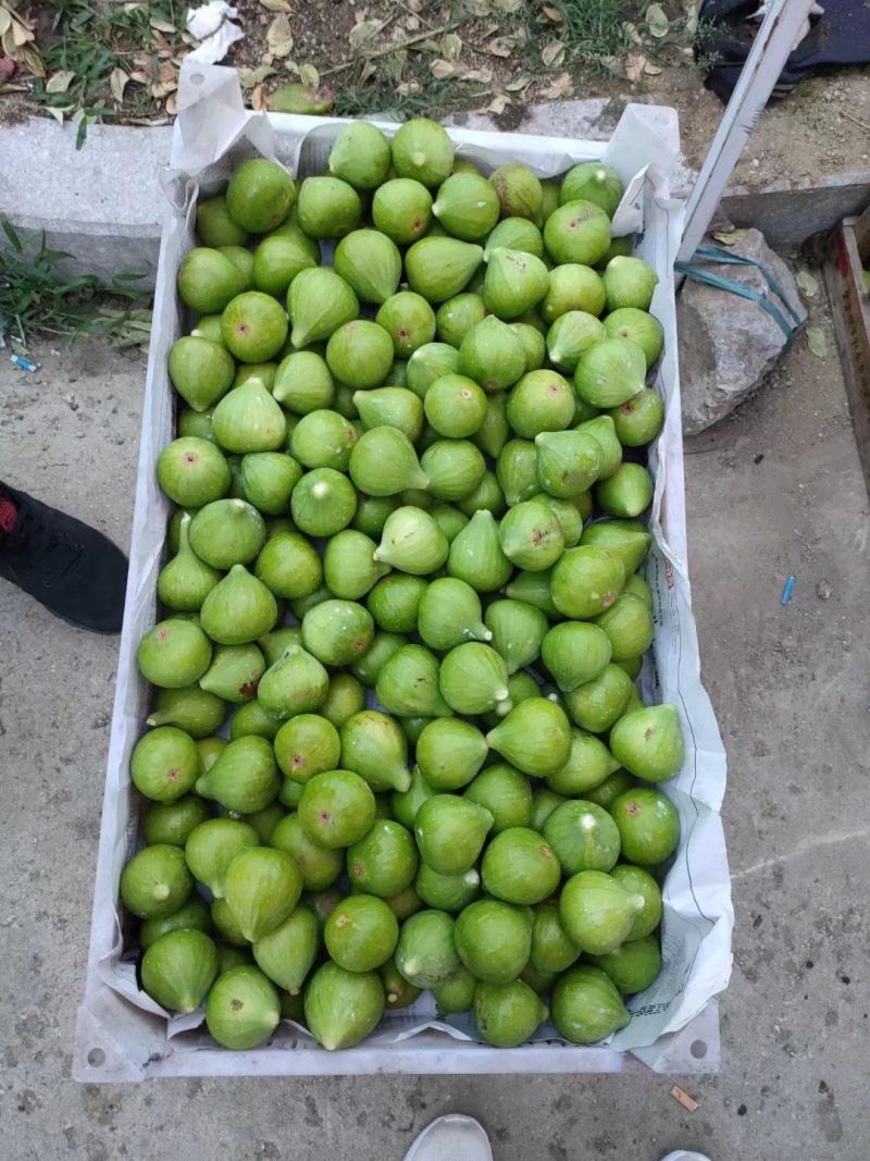 威海青皮无花果市场果4块上车，地头收货，可以发全8分熟