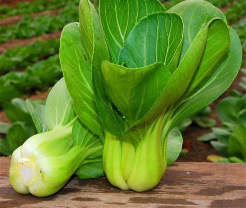 晓富绿翡翠青梗菜种籽口感好耐热日本引进杂交青菜种子