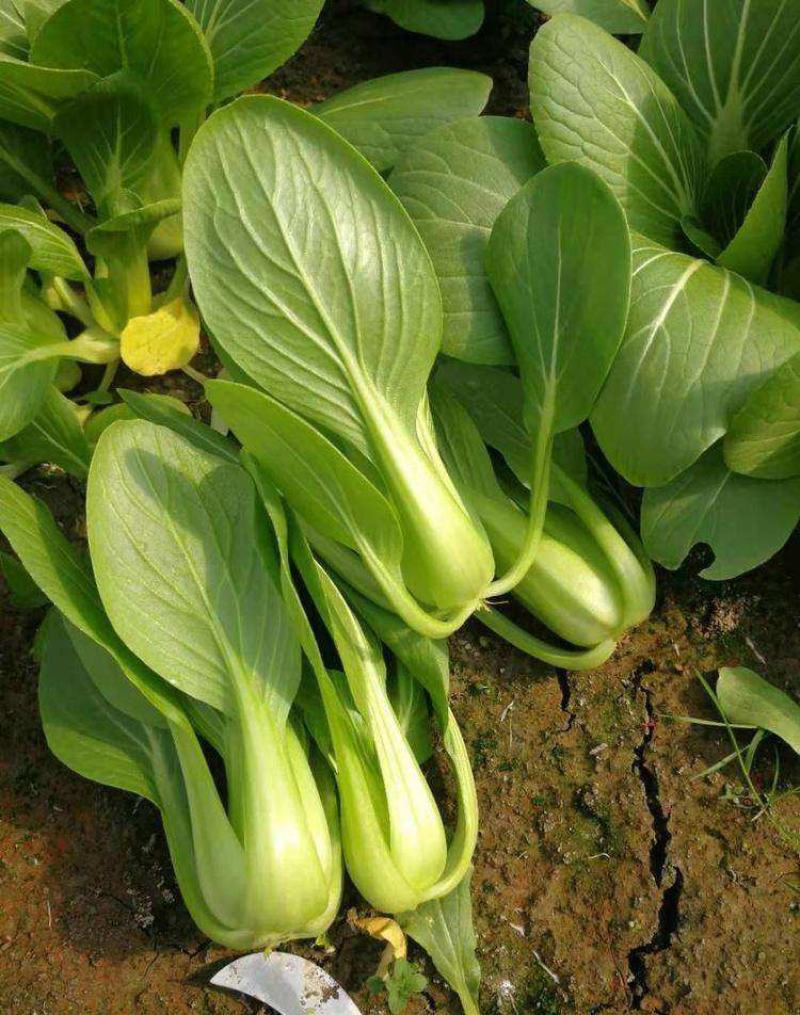 晓富绿翡翠青梗菜种籽口感好耐热日本引进杂交青菜种子