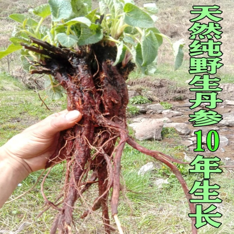 云南水洗紫丹参原枝条红丹参批发500克云南丹参片