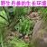 云南水洗紫丹参原枝条红丹参批发500克云南丹参片