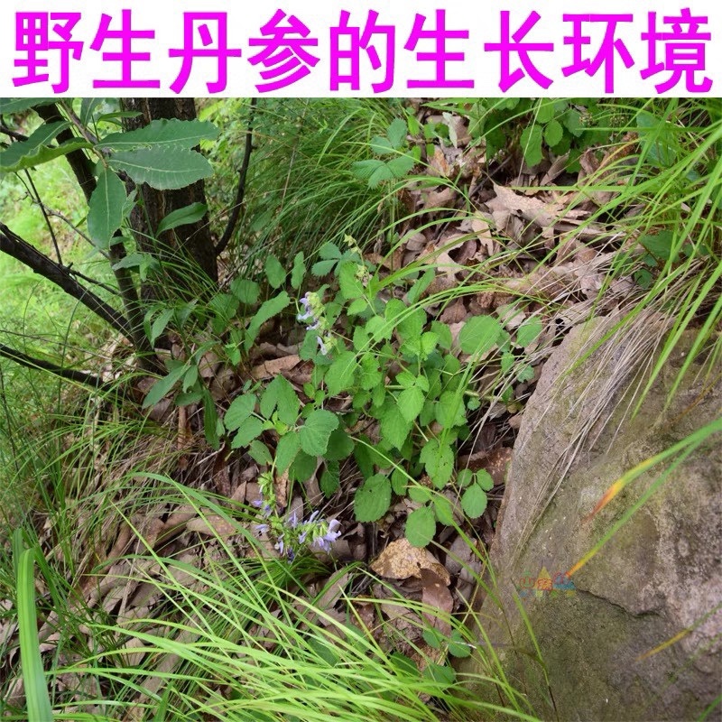 云南水洗紫丹参原枝条红丹参批发500克云南丹参片