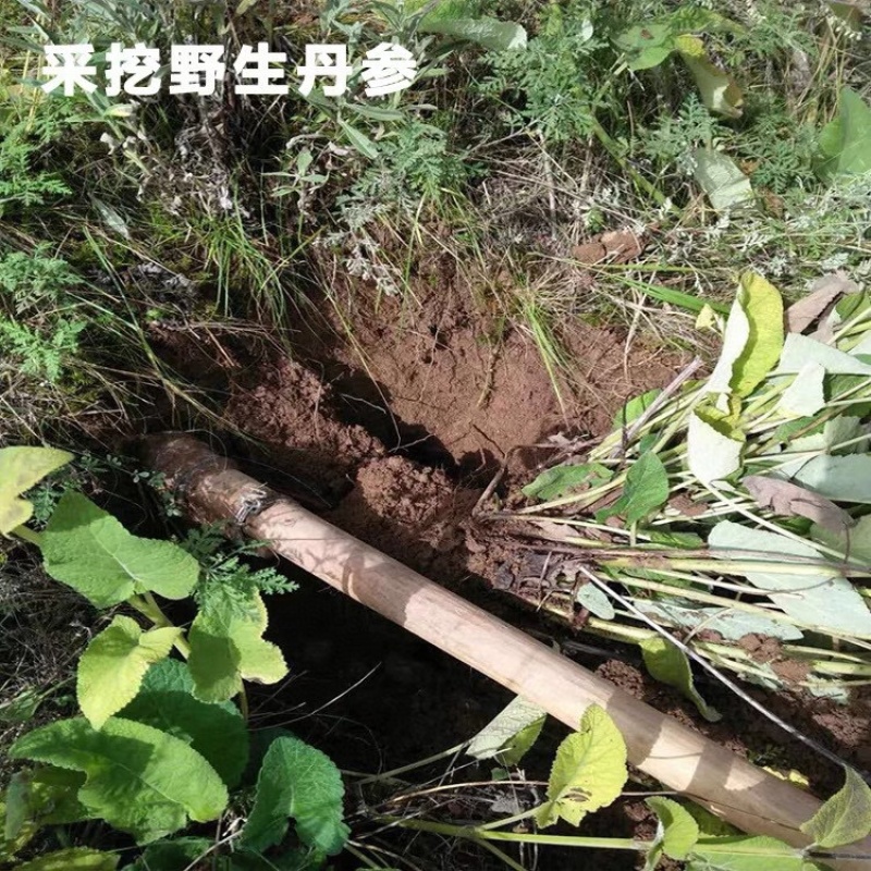云南水洗紫丹参原枝条红丹参批发500克云南丹参片