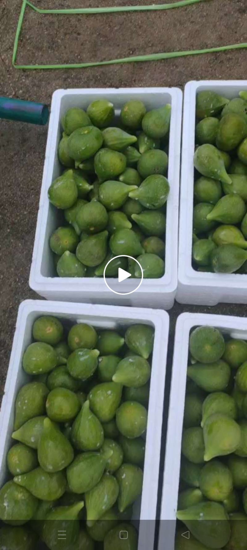 威海青皮无花果市场果4块上车，地头收货，可以发全8分熟