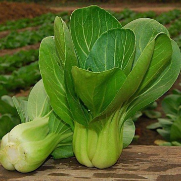 珍品66青梗菜种子耐热小青菜春夏秋田园大棚四季种植蔬菜