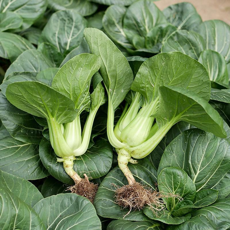 珍品66青梗菜种子耐热小青菜春夏秋田园大棚四季种植蔬菜