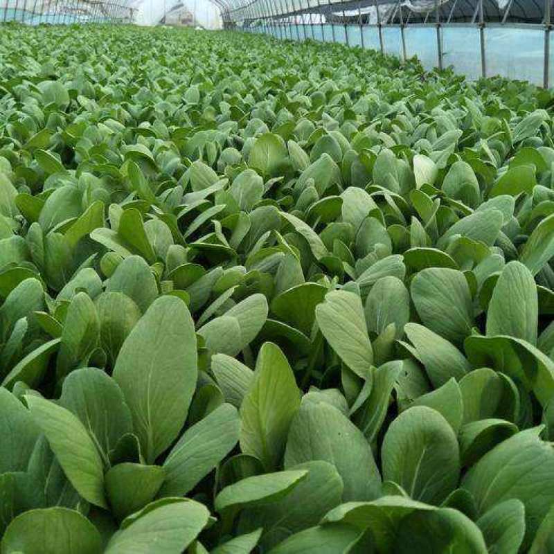 珍品66青梗菜种子耐热小青菜春夏秋田园大棚四季种植蔬菜