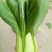 珍品66青梗菜种子耐热小青菜春夏秋田园大棚四季种植蔬菜