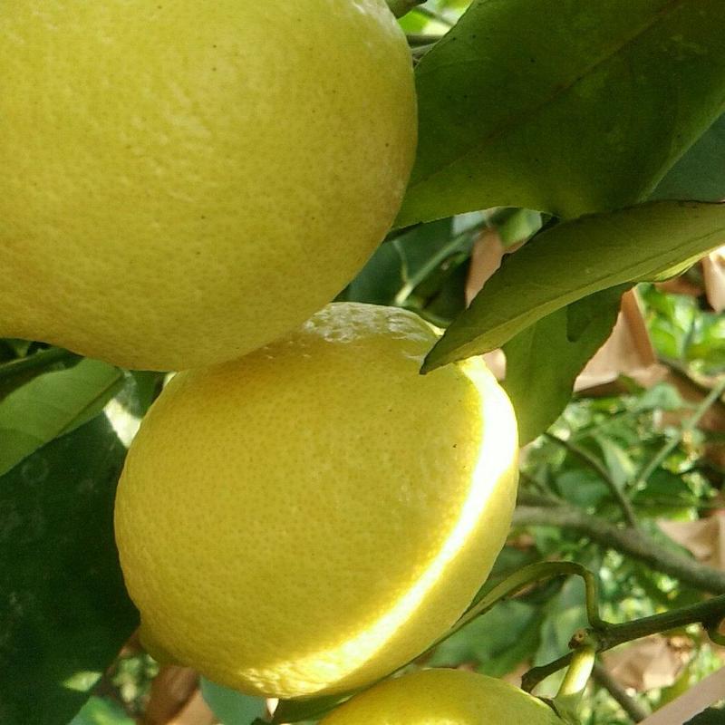 【包邮】柠檬安岳柠檬黄柠檬尤力克柠檬自有园子【热卖中】