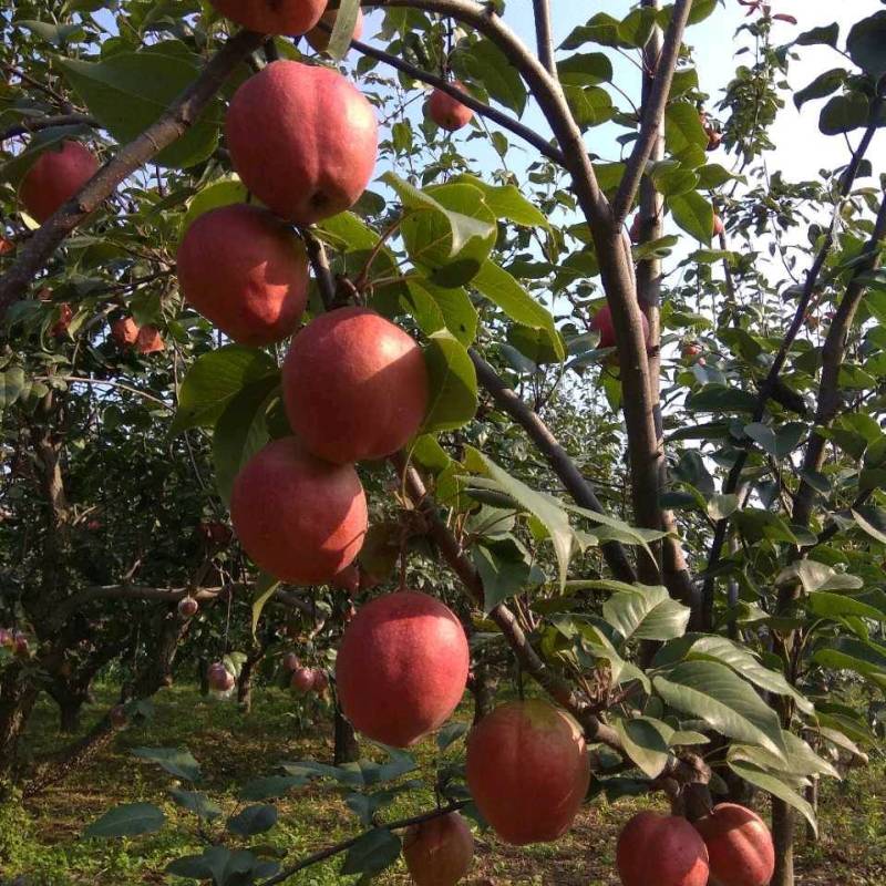 紅梨