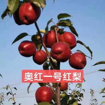 紅梨