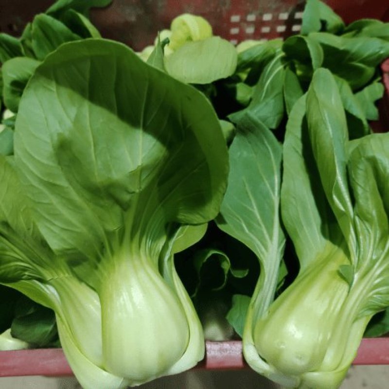 德高华尔兹428耐寒吃抽苔青梗菜种子春秋季冬季绿柄小青菜