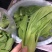 德高华尔兹428耐寒吃抽苔青梗菜种子春秋季冬季绿柄小青菜