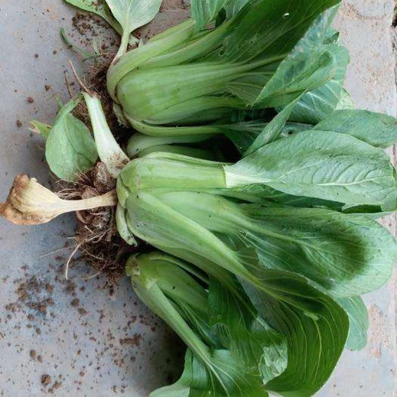 德高华尔兹428耐寒吃抽苔青梗菜种子春秋季冬季绿柄小青菜