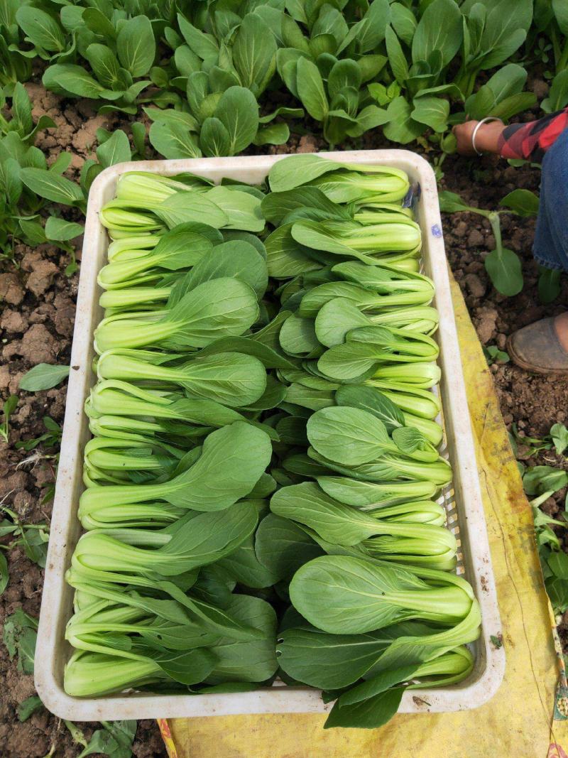 德高华尔兹428耐寒吃抽苔青梗菜种子春秋季冬季绿柄小青菜