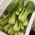 德高华尔兹428耐寒吃抽苔青梗菜种子春秋季冬季绿柄小青菜