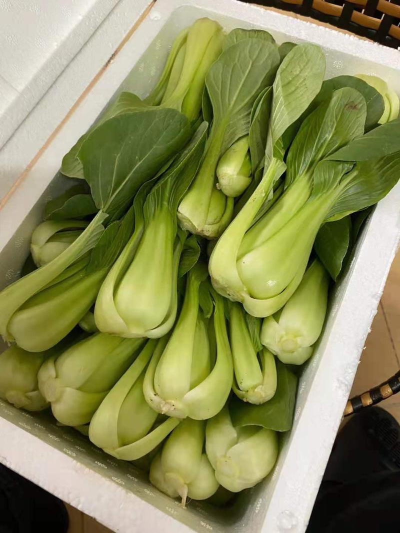 德高华尔兹428耐寒吃抽苔青梗菜种子春秋季冬季绿柄小青菜