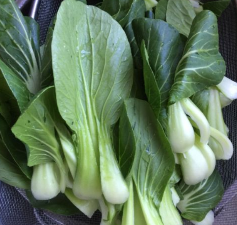 德高华尔兹428耐寒吃抽苔青梗菜种子春秋季冬季绿柄小青菜