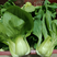 德高华尔兹428耐寒吃抽苔青梗菜种子春秋季冬季绿柄小青菜