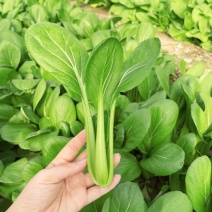 德高热风青梗菜鸡毛菜蔬菜种子春季秋季盆栽四季夏季耐热适合