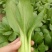 德高热风青梗菜鸡毛菜蔬菜种子春季秋季盆栽四季夏季耐热适合