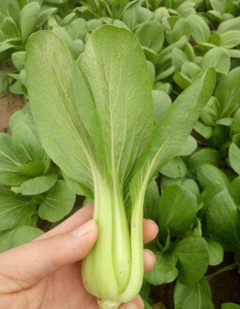 德高热风青梗菜鸡毛菜蔬菜种子春季秋季盆栽四季夏季耐热适合