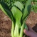德高热风青梗菜鸡毛菜蔬菜种子春季秋季盆栽四季夏季耐热适合