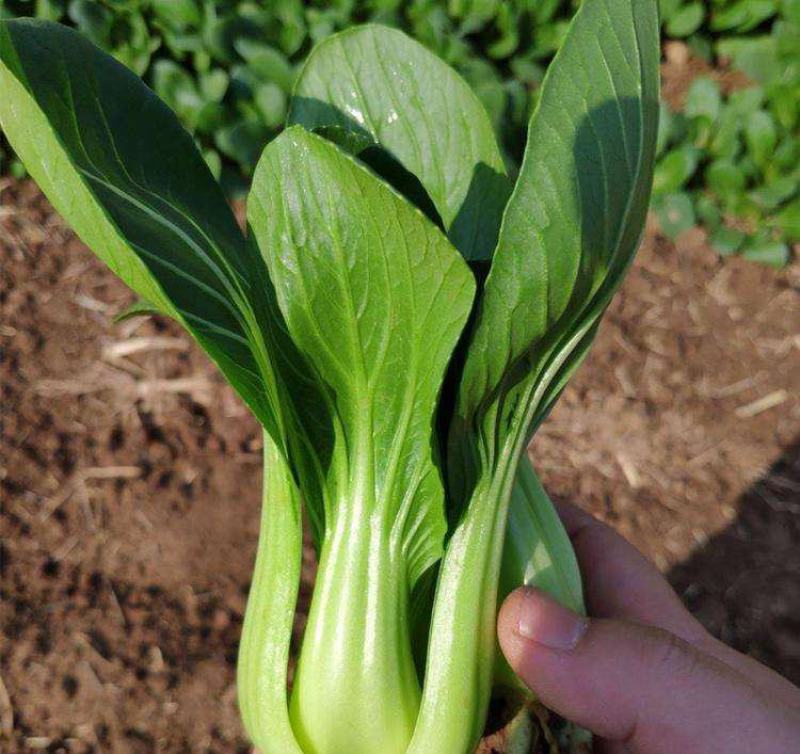 德高热风青梗菜鸡毛菜蔬菜种子春季秋季盆栽四季夏季耐热适合