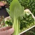 德高热风青梗菜鸡毛菜蔬菜种子春季秋季盆栽四季夏季耐热适合