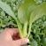 德高热风青梗菜鸡毛菜蔬菜种子春季秋季盆栽四季夏季耐热适合
