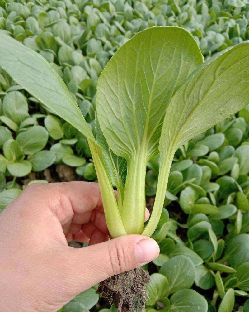 德高热风青梗菜鸡毛菜蔬菜种子春季秋季盆栽四季夏季耐热适合