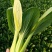 德高热风青梗菜鸡毛菜蔬菜种子春季秋季盆栽四季夏季耐热适合