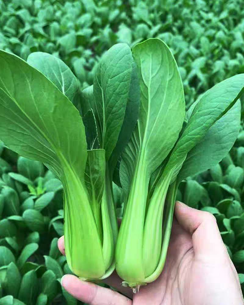 优丰绿美青梗菜种子耐热耐湿抗病耐雨水抗逆性强亮绿束腰
